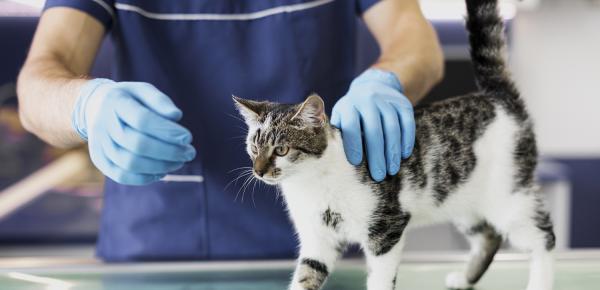 Soigner son animal : les coûts des frais vétérinaires