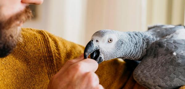 Consultation vétérinaire pour NAC