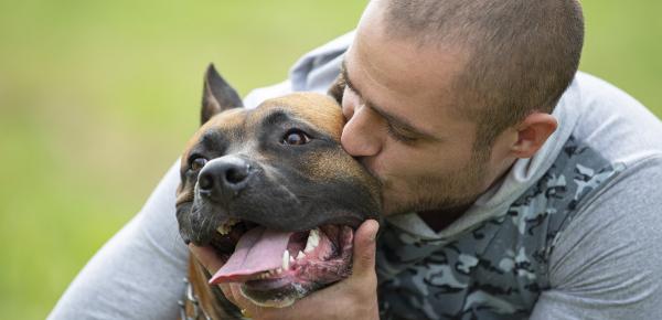 Chiens dangereux permis de detention