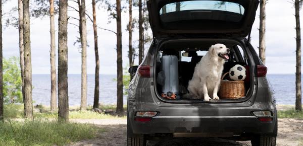 Chien et chat, comment voyager ensemble ?