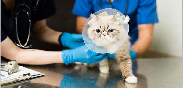 Stériliser un chat, chien ou NAC