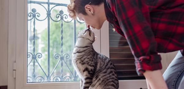 leucose féline et sida du chat