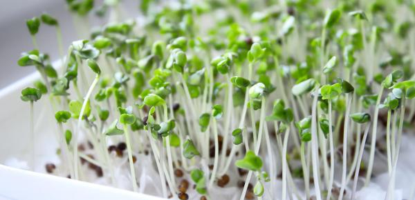 Comment bien utiliser les graines germées