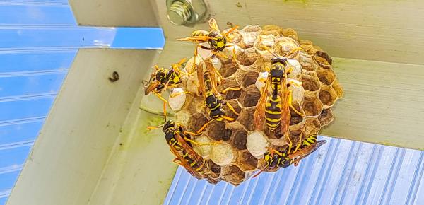 Guêpes : faut-il les éliminer et comment