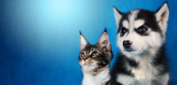 Bien nourrir mon chien ou mon chat