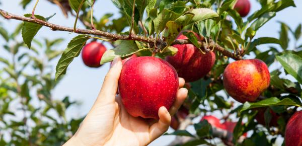 Comment pratiquer une monodiète : guide complet étape par étape