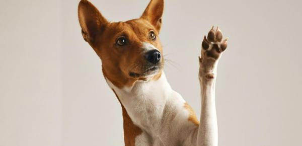 Leishmaniose canine : comment protéger votre chien ?