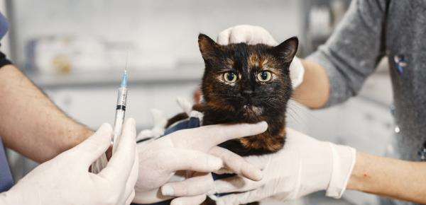 Signes d’un chat malade : détecter et agir pour sa santé