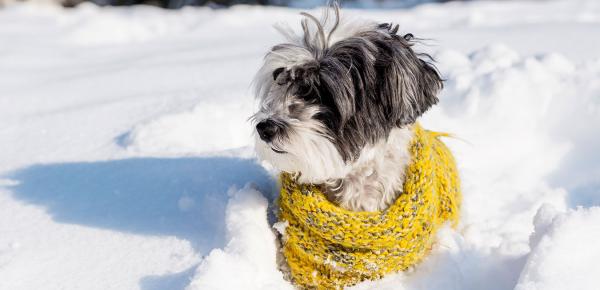 Conseils et précautions pour protéger son chien du froid