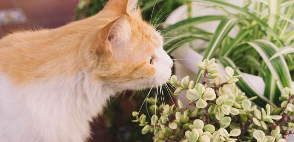 Un chat qui mange des plantes toxiques pour les chats