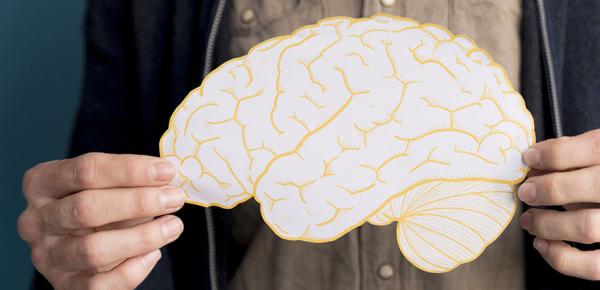 Représentation d'un cerveau humain