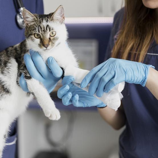 Quels vaccins sont indispensables pour le chien et le chat ?