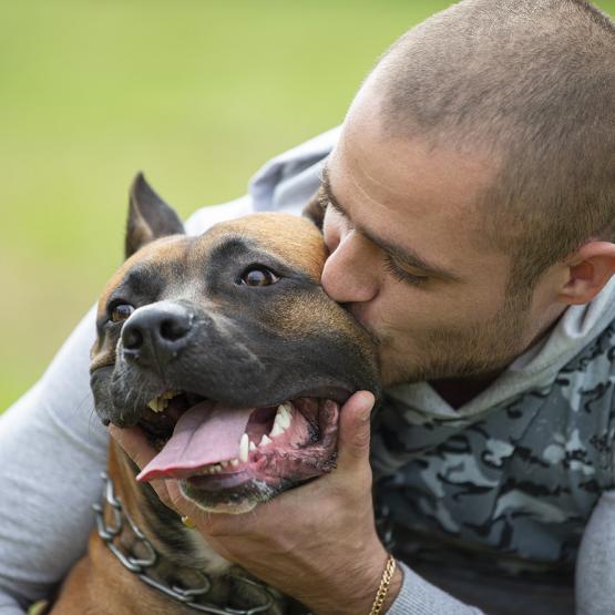 Chiens dangereux permis de detention
