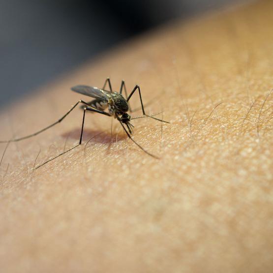 Se protéger des moustiques au naturel