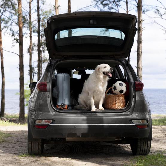 Chien et chat, comment voyager ensemble ?