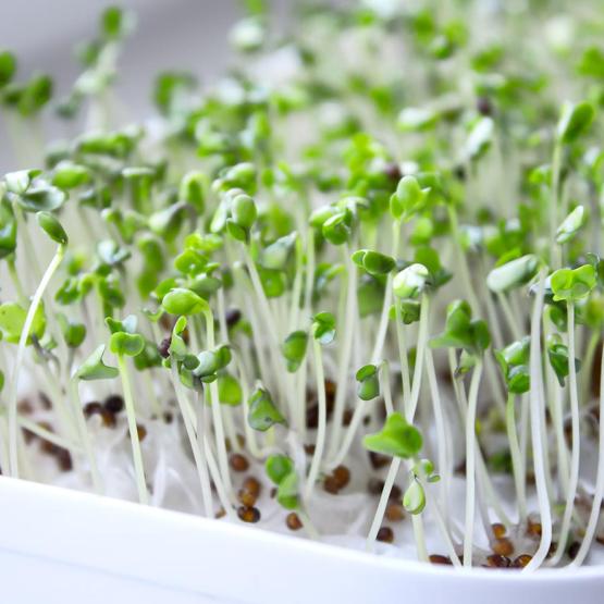 Comment bien utiliser les graines germées