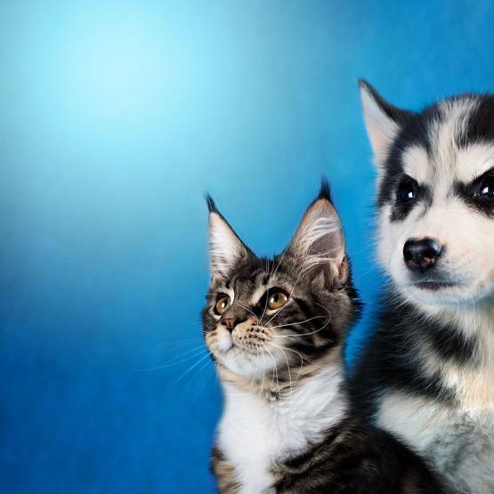 Bien nourrir mon chien ou mon chat