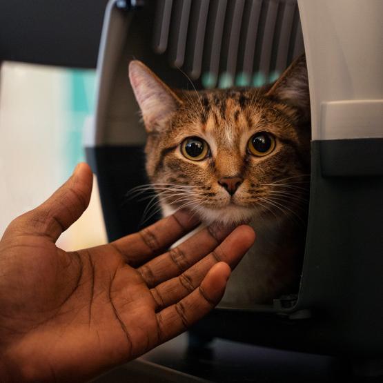 Sida du chat (FIV) : symptômes, prévention et traitement