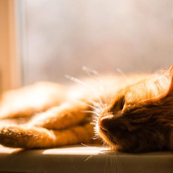 Protéger son chien et son chat de la chaleur : conseils essentiels pour un été serein