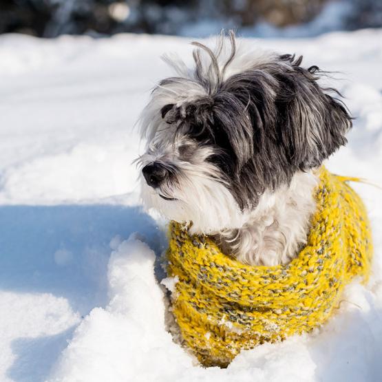 Conseils et précautions pour protéger son chien du froid