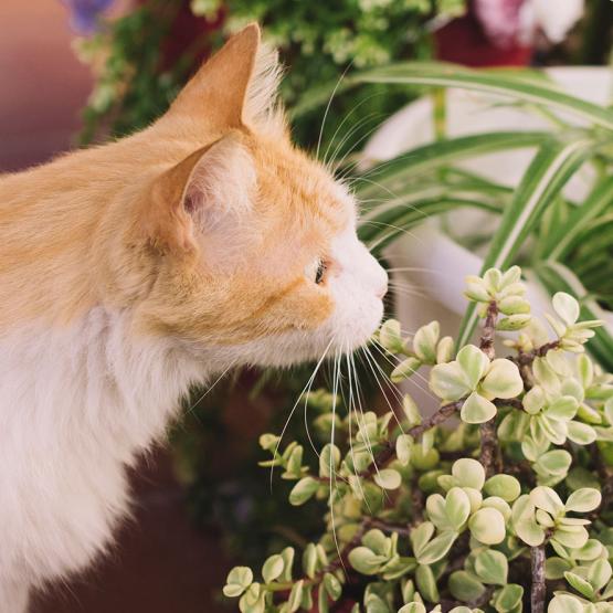 Un chat qui mange des plantes toxiques pour les chats