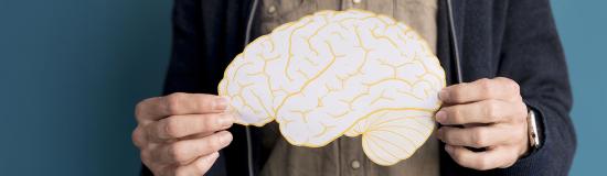 Représentation d'un cerveau humain