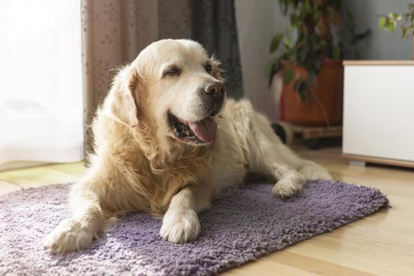 Nos exemples de formules Assurance Santé chien